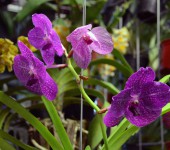 2015-09-25, Exposição de Orquídeas ft Emerson Ferraz (19)