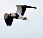 2013-10-31, Pássaros Paço ft Zaqueu Proença 053 (59)