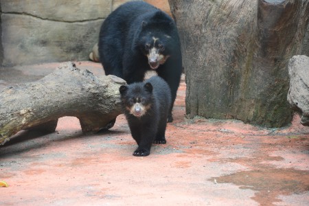 filhote-de-urso-de-oculos-zoo-ft-assis-cavalcante-082