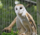 Suindara_1.mp4_snapshot_00.08_[2016.04.11_12.04.14]