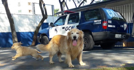 Cão1_GCM